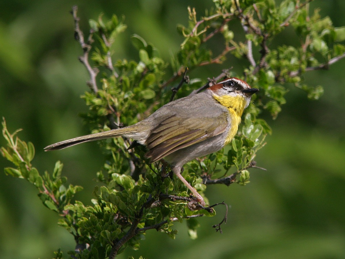 Rotkappen-Waldsänger - ML611700750