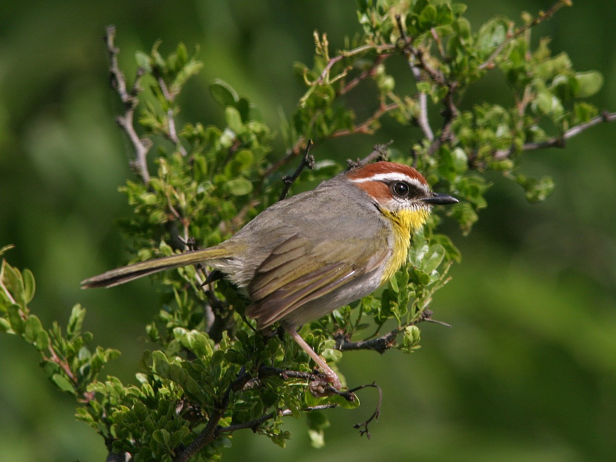 Rufous-capped Warbler - ML611700755