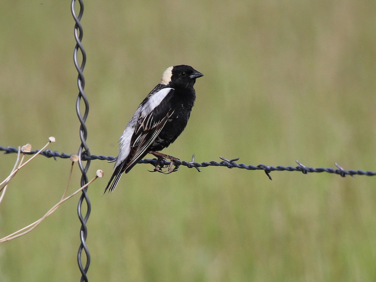 bobolink americký - ML611700766