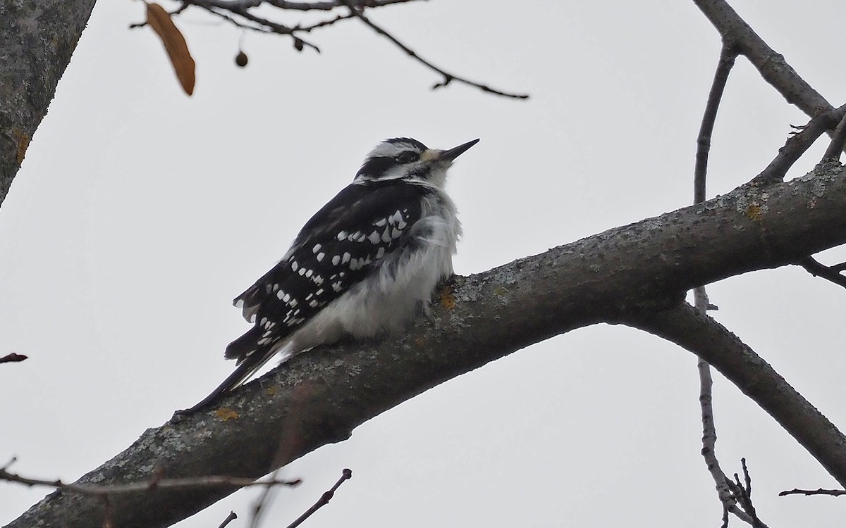 Hairy Woodpecker - ML611700799