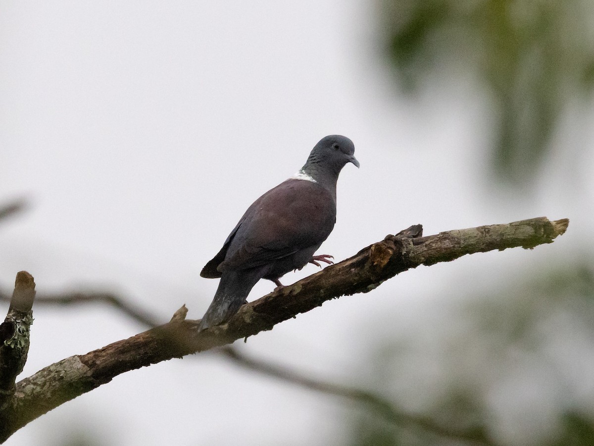 Delegorgue's Pigeon - ML611700869