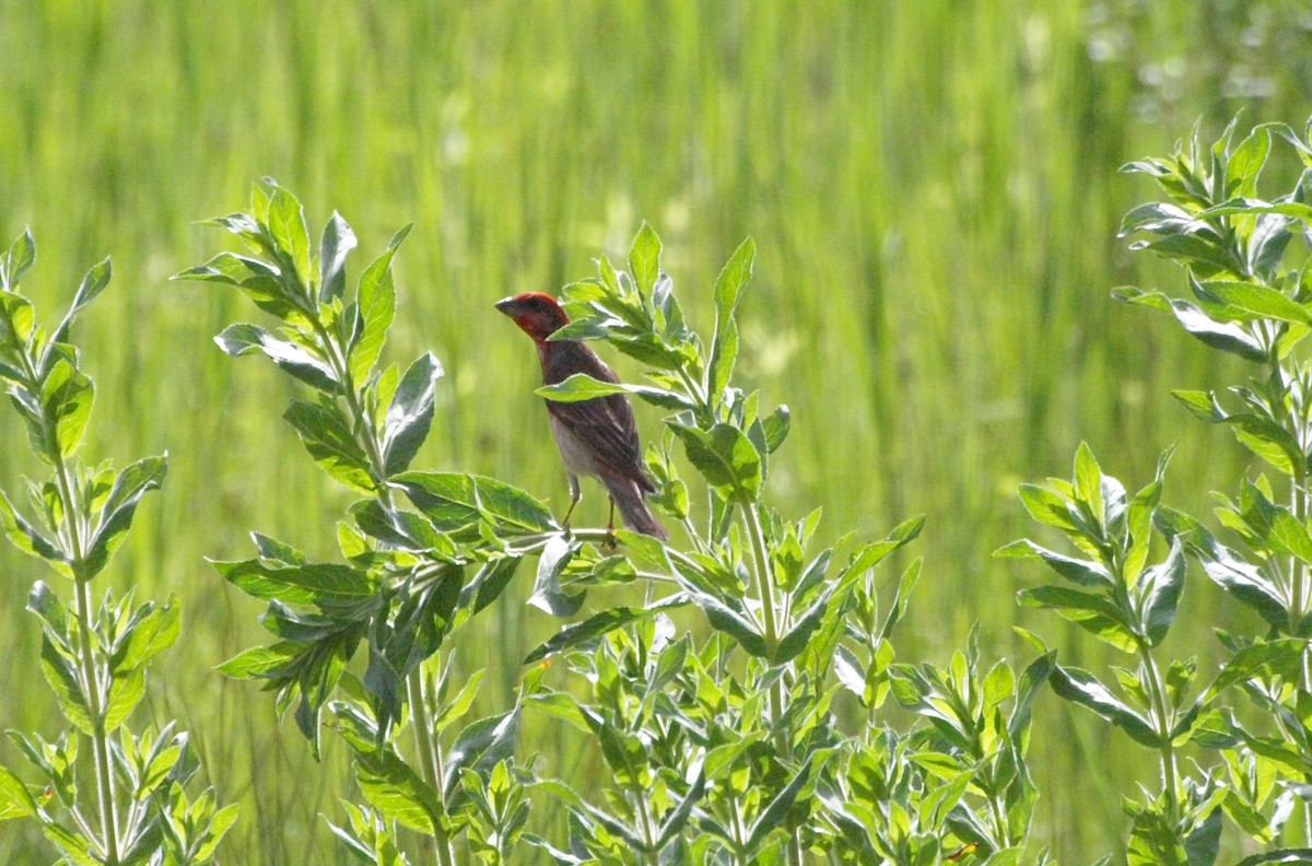 Common Rosefinch - Detlef Stremke