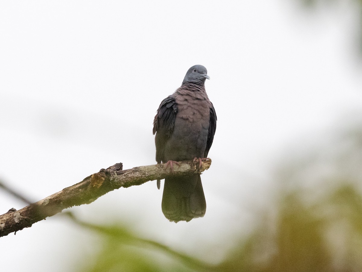 Delegorgue's Pigeon - ML611700878