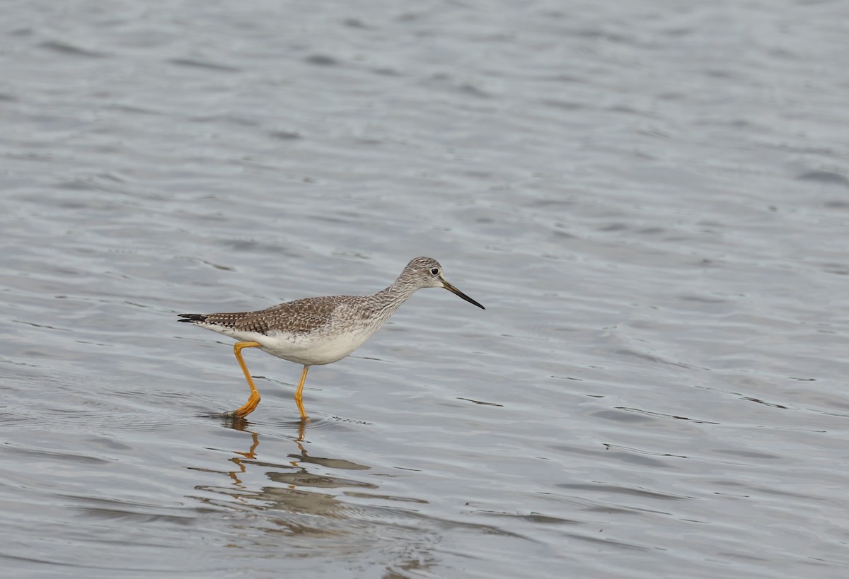 Greater Yellowlegs - Jeerapa Sookgaew