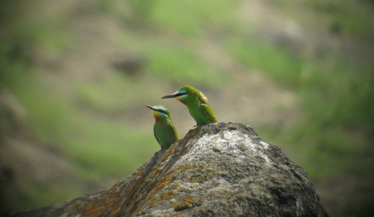 Blue-cheeked Bee-eater - Detlef Stremke