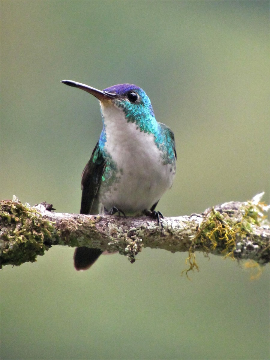 Andean Emerald - ML611700958