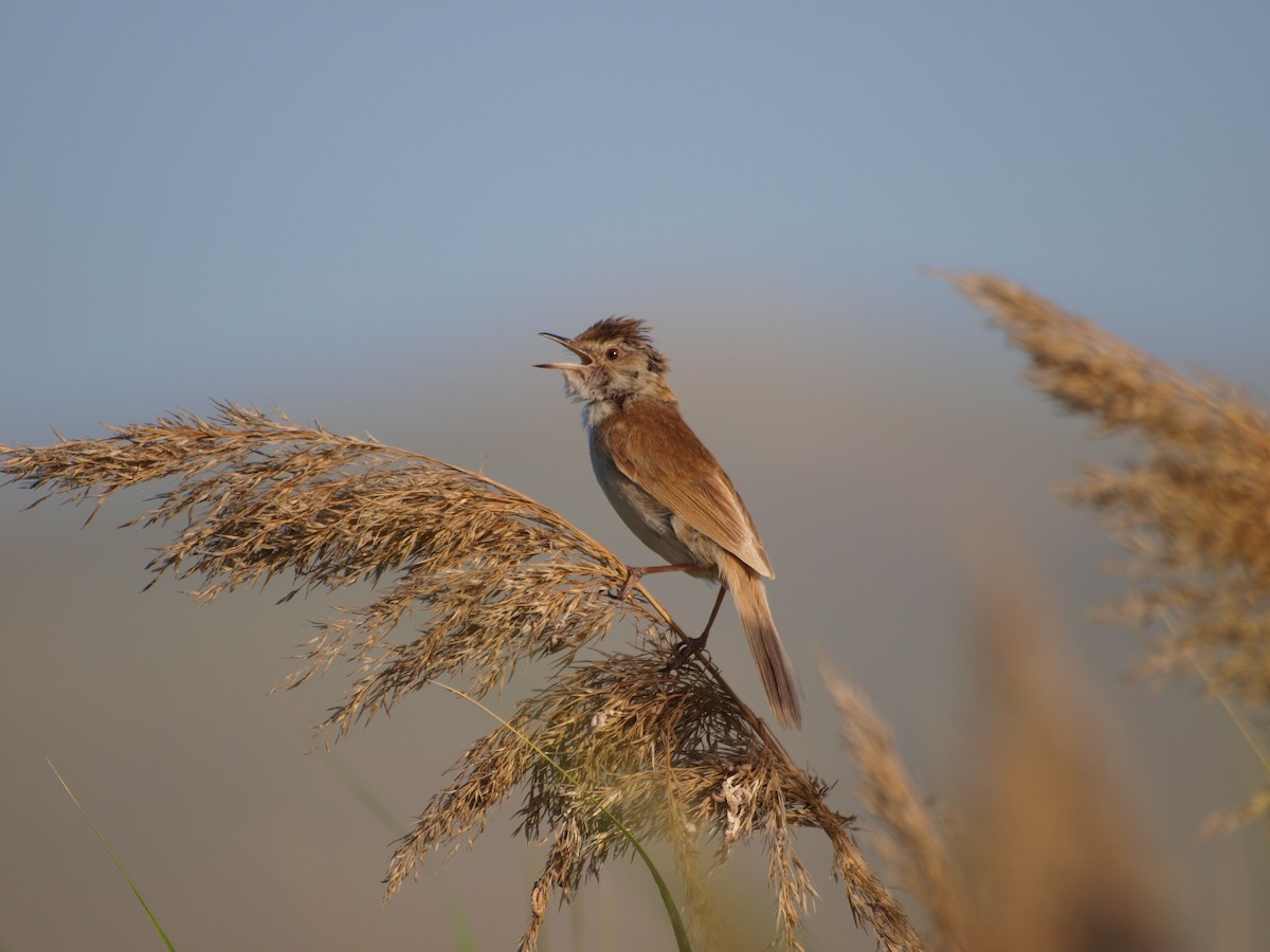 Paddyfield Warbler - ML611701021