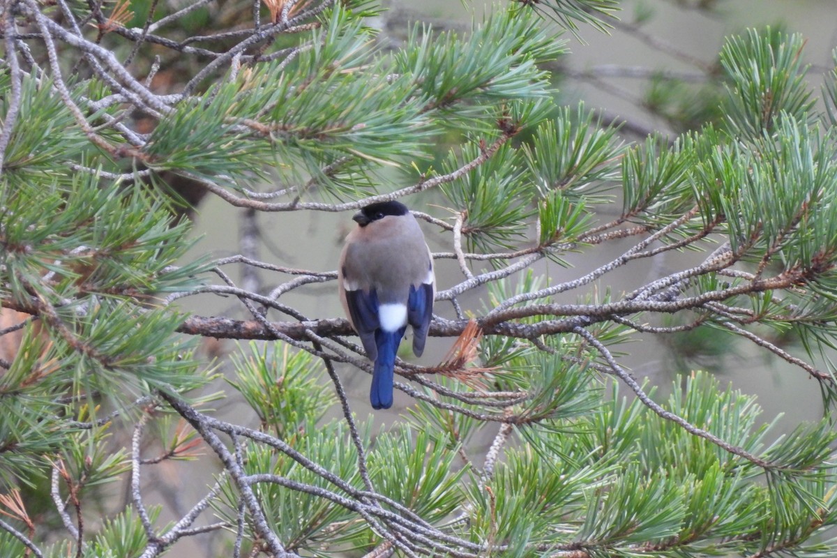 Eurasian Bullfinch - ML611701037