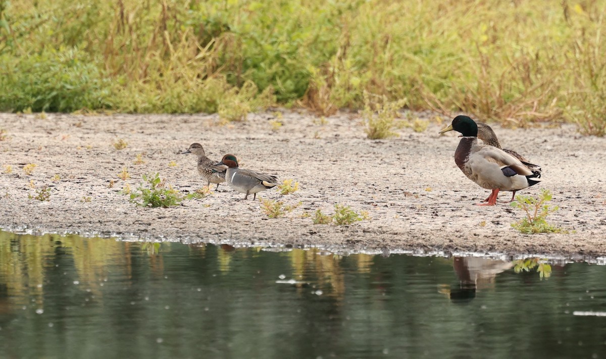 Green-winged Teal - ML611701039