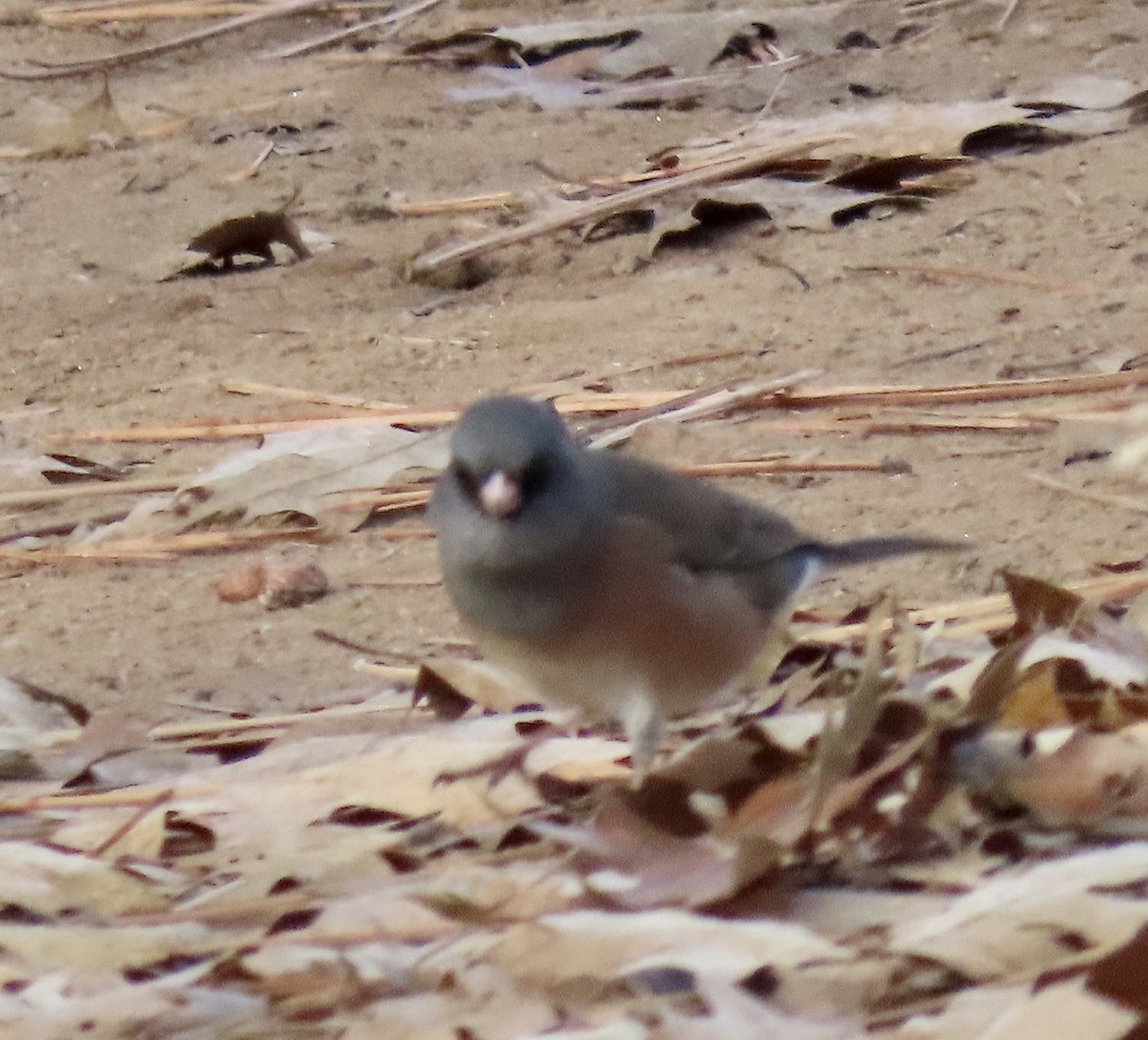 Dark-eyed Junco (Pink-sided) - ML611701155