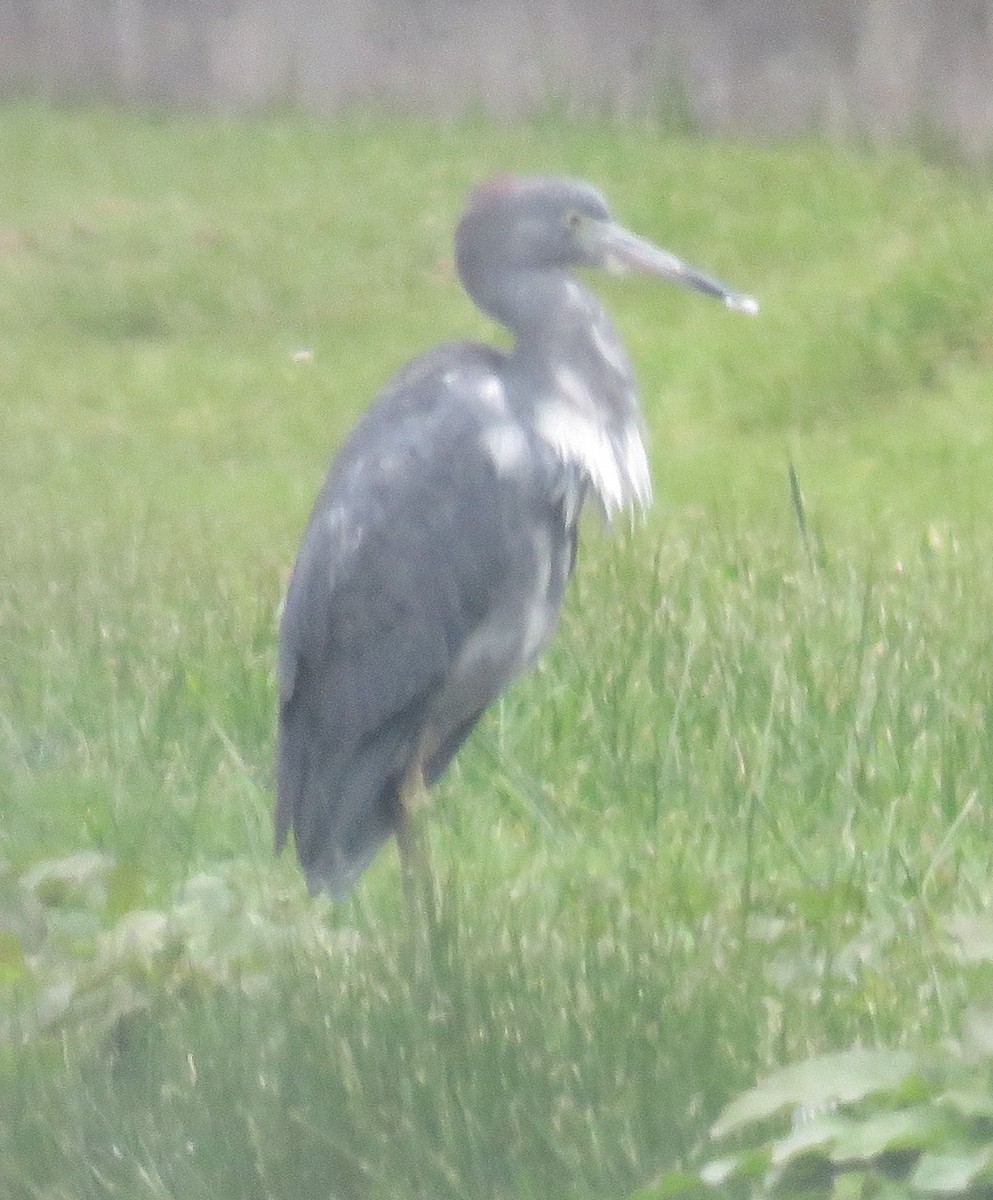 Little Blue Heron - ML611701184