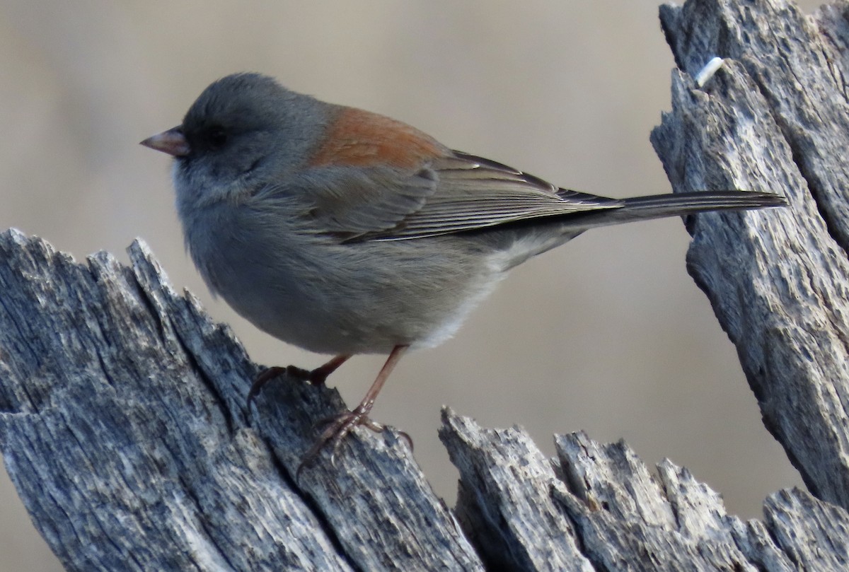 Dark-eyed Junco (Gray-headed) - ML611701207