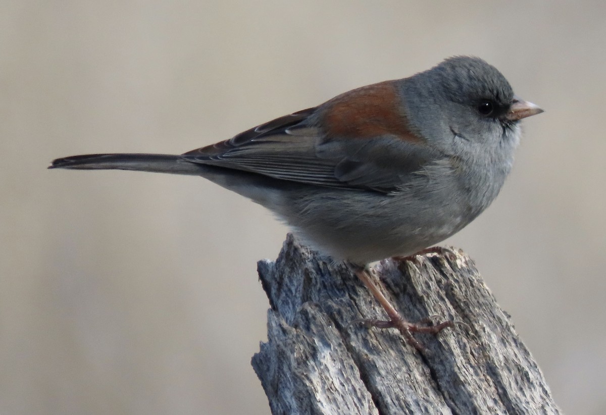 Dark-eyed Junco (Gray-headed) - ML611701208