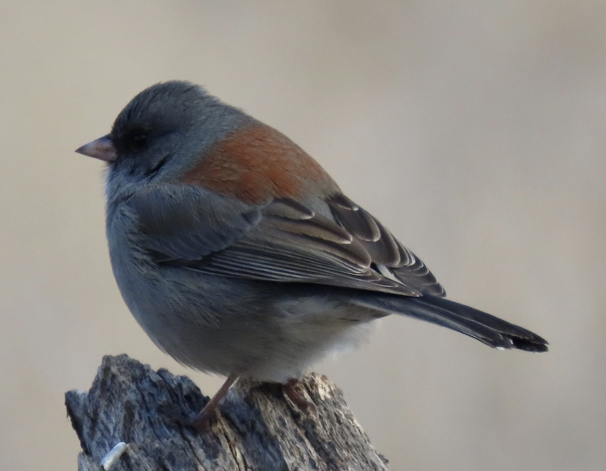 Dark-eyed Junco (Gray-headed) - ML611701209