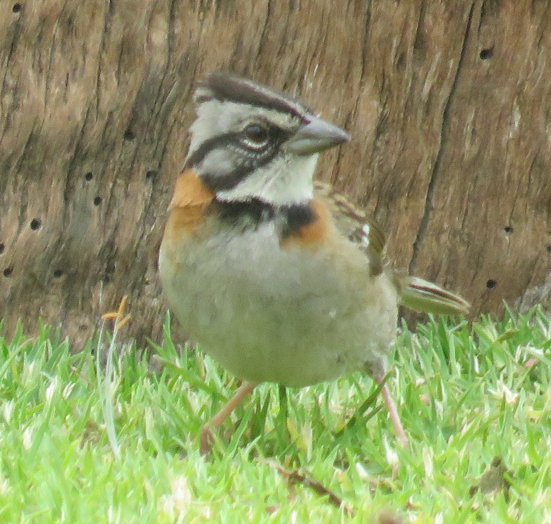Rufous-collared Sparrow - ML611701215