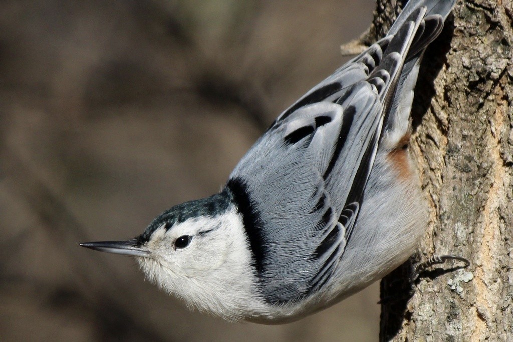 White-breasted Nuthatch - ML611701226