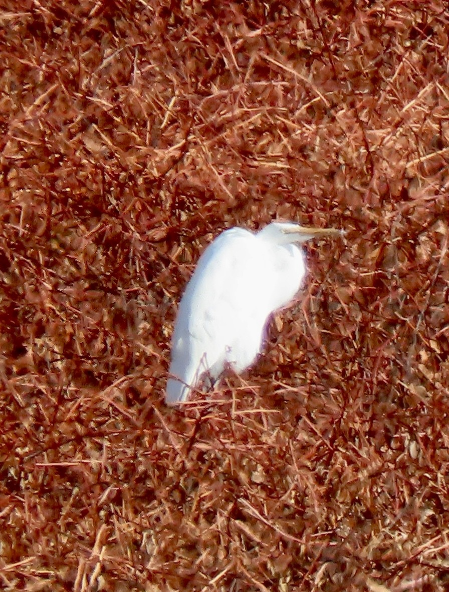 Great Egret - David Trissel