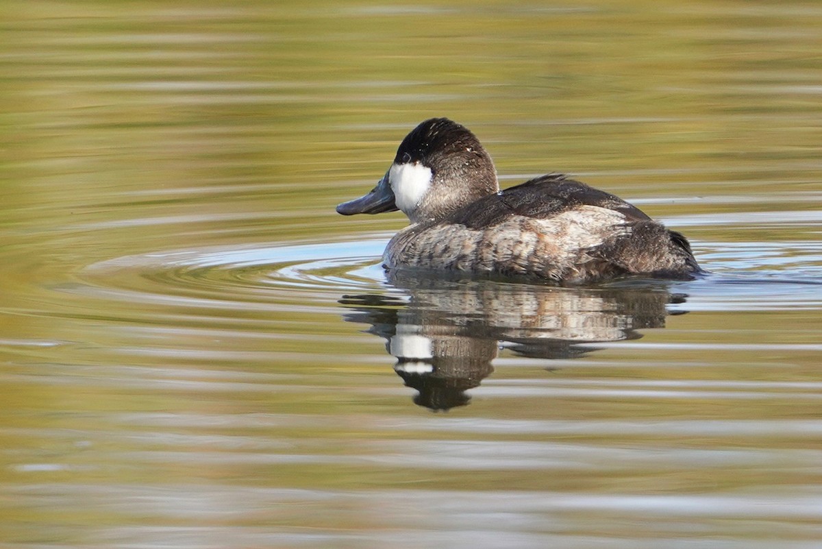 Ruddy Duck - ML611701365