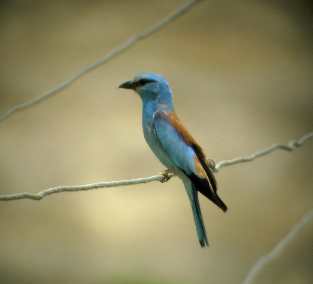 European Roller - ML611701417