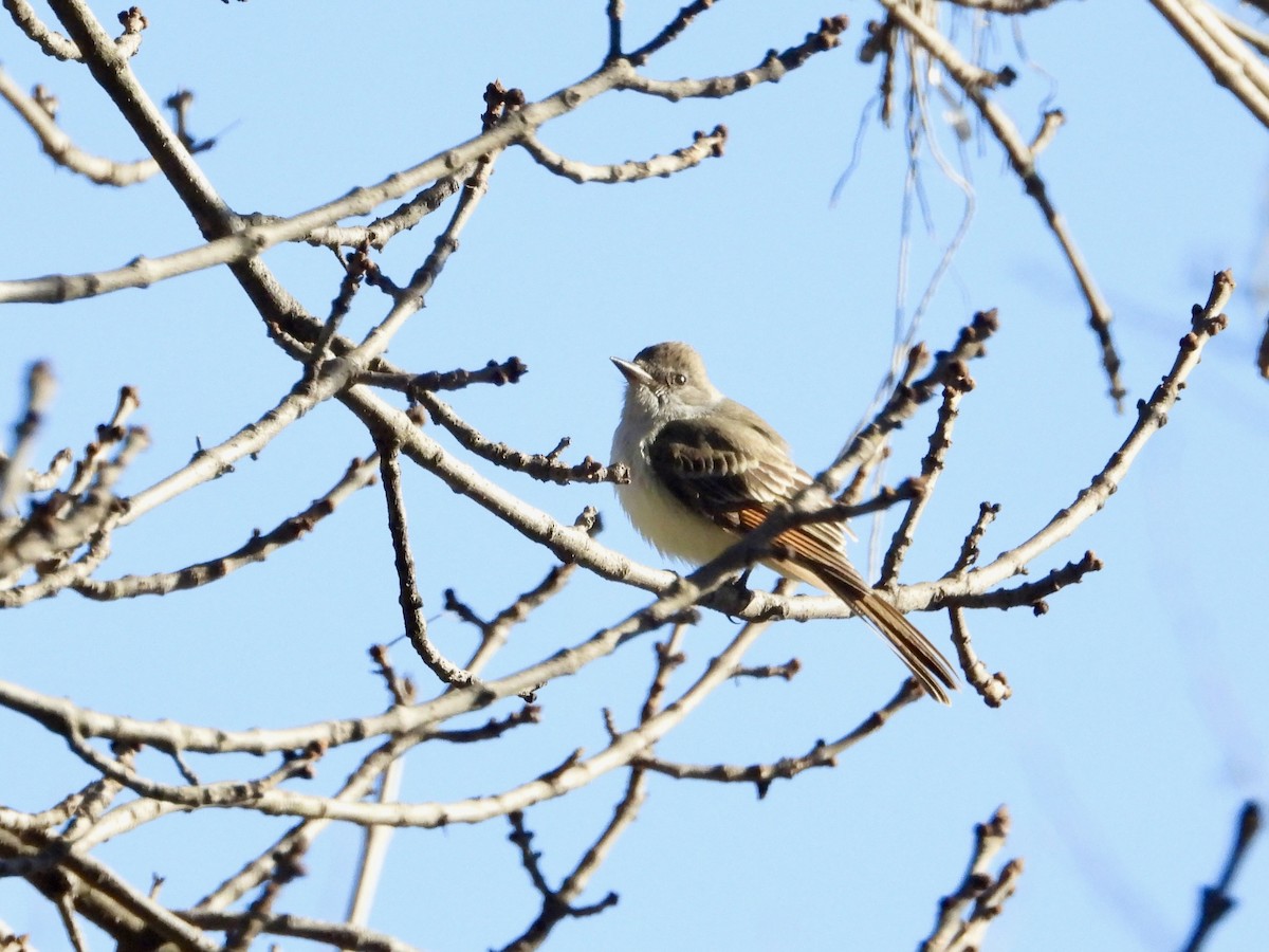 Ash-throated Flycatcher - Tom Marsan-Ryan