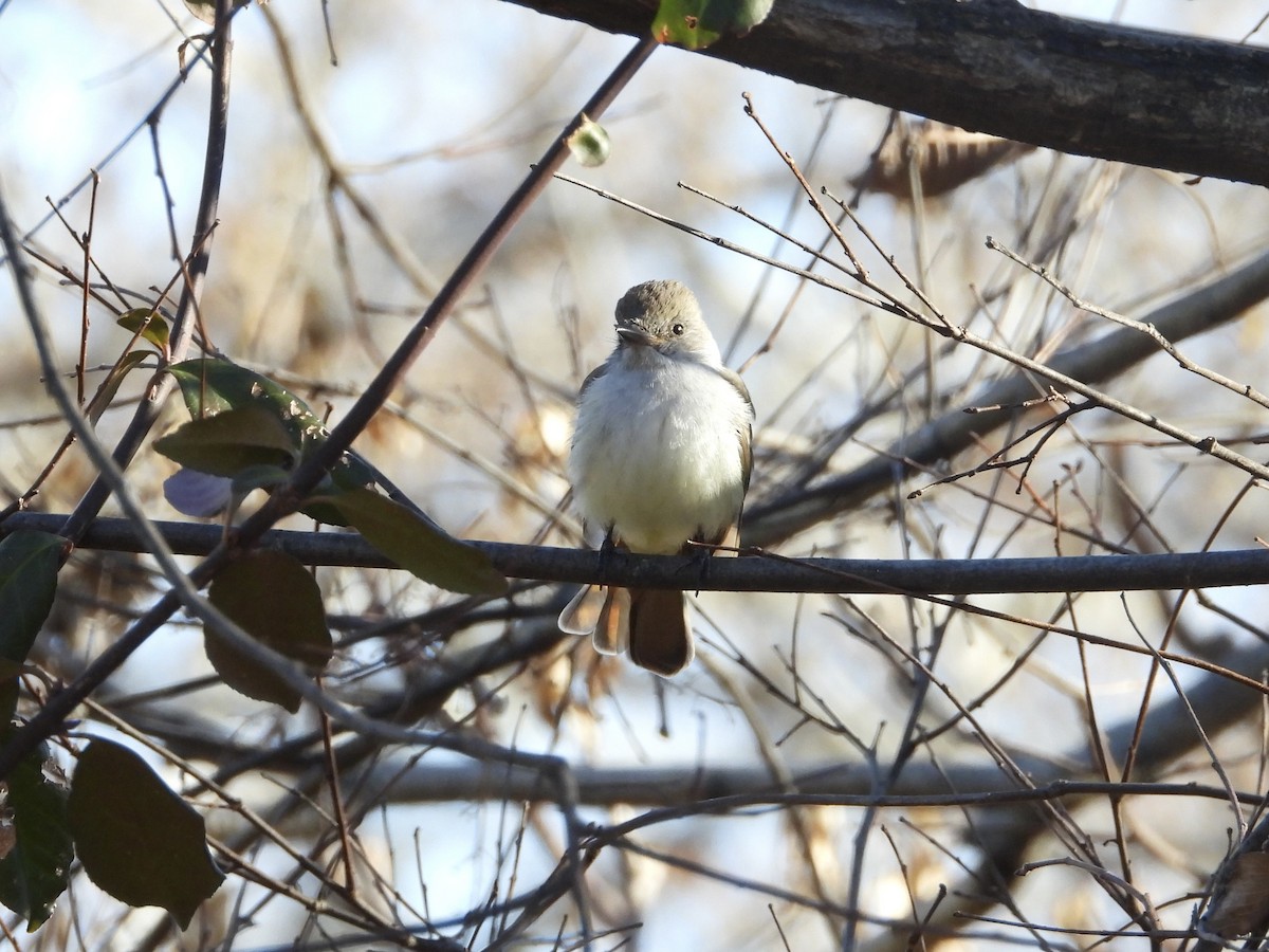 Ash-throated Flycatcher - ML611701473