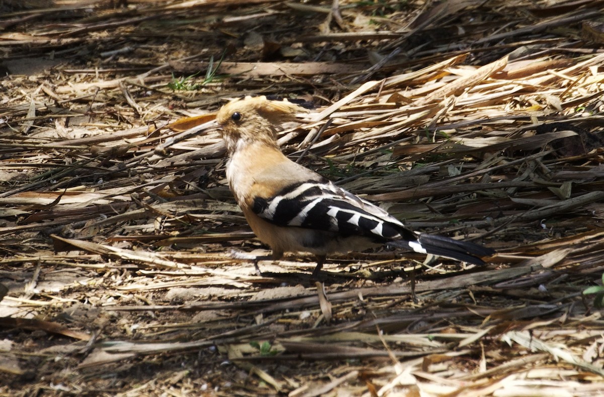 Madagascar Hoopoe - ML611701480