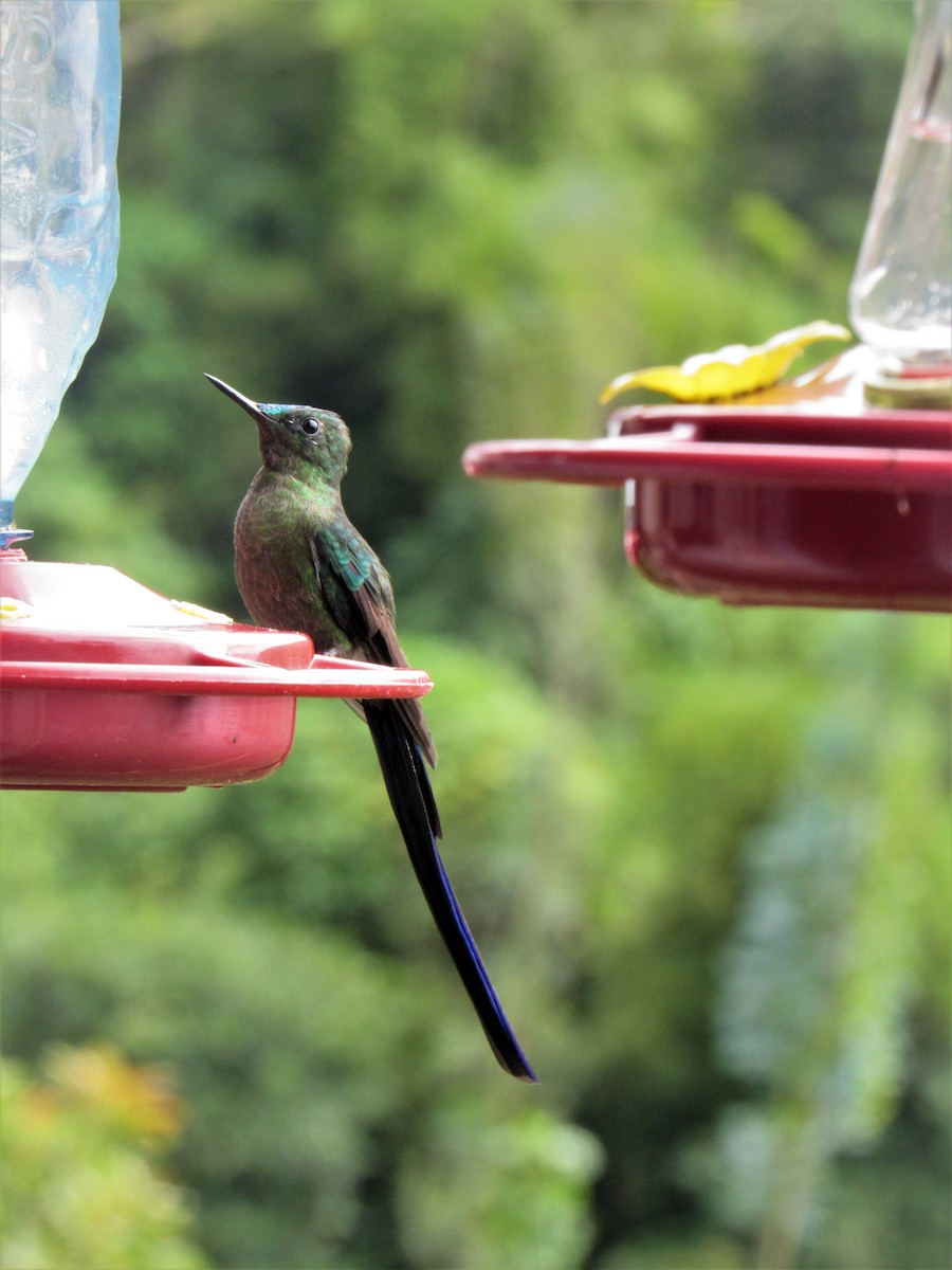 Long-tailed Sylph - ML611701513