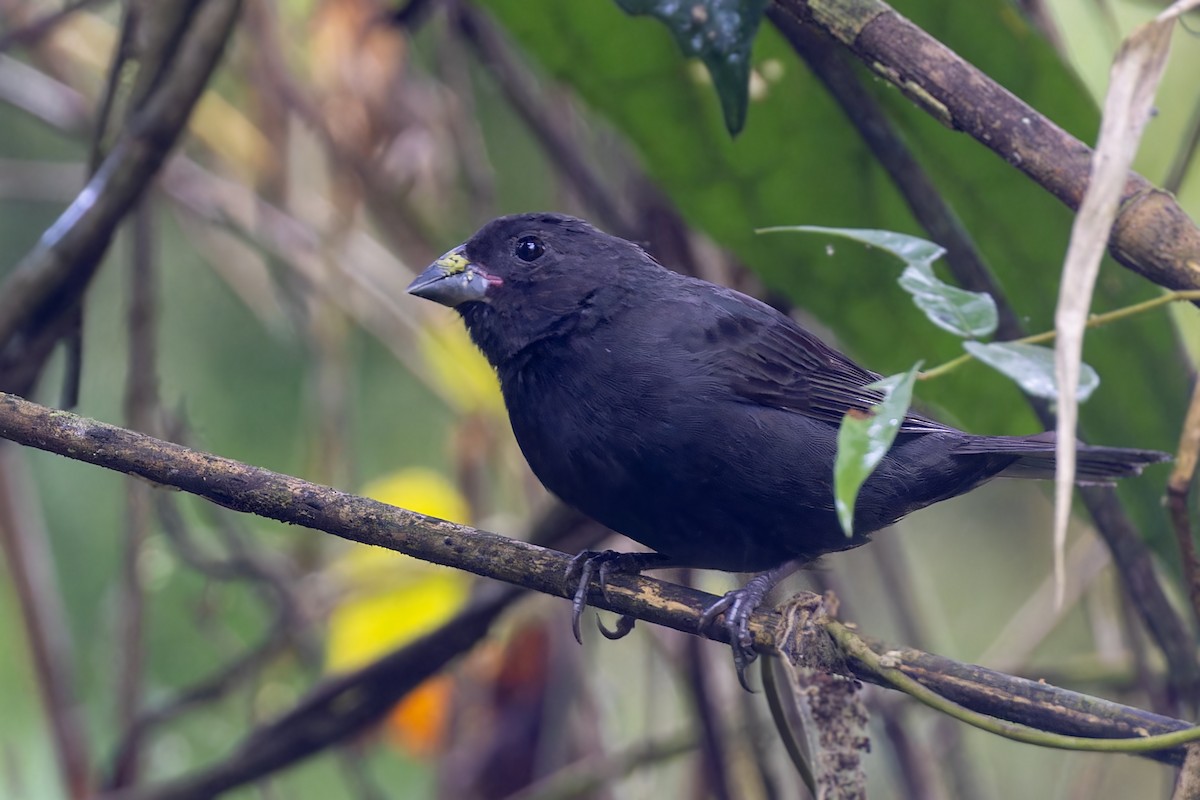 Sooty Grassquit - Bradley Hacker 🦜