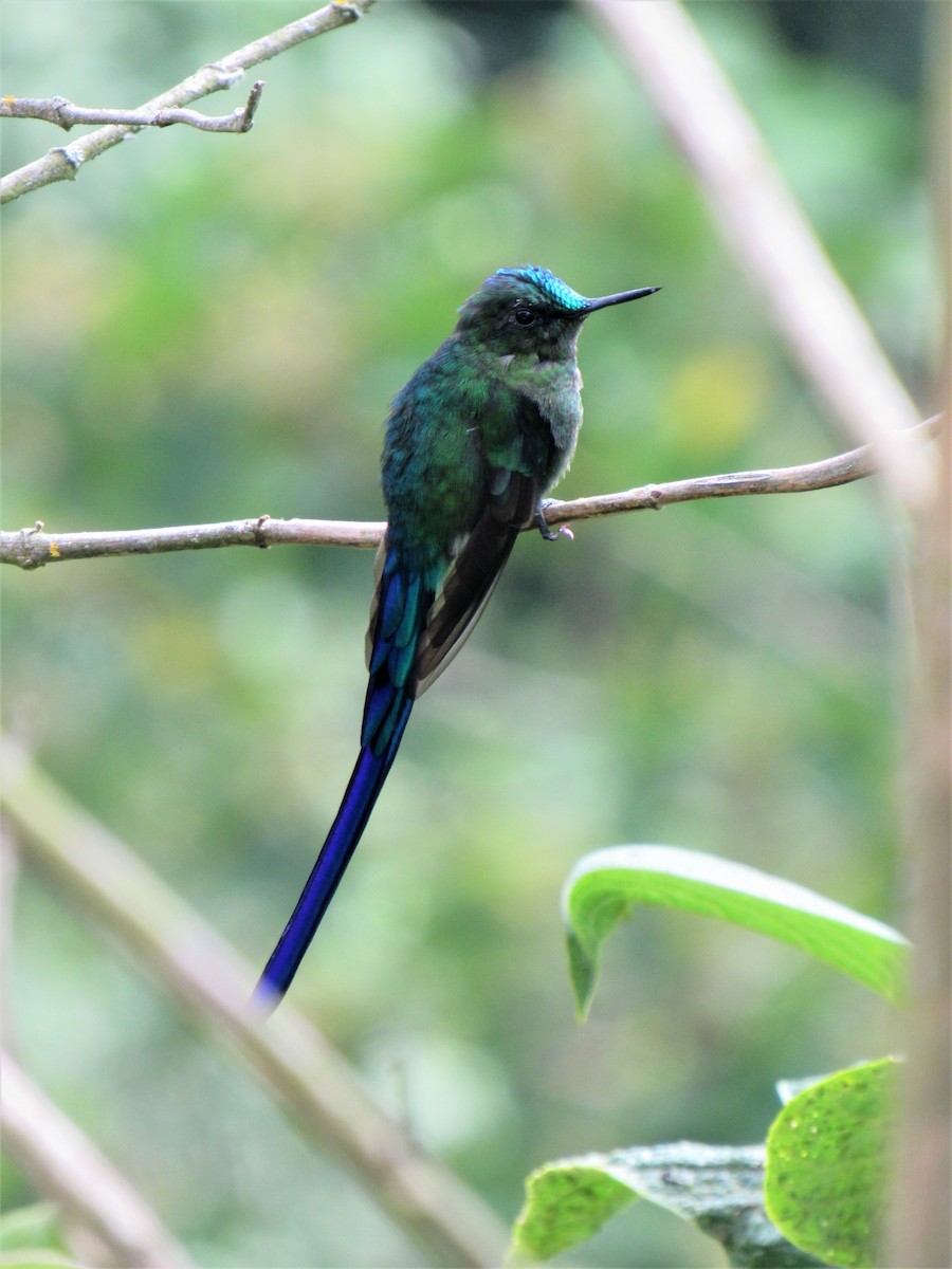 Long-tailed Sylph - ML611701677