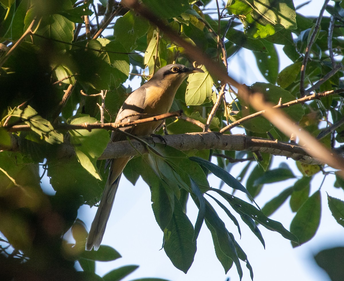 Mangrove Cuckoo - ML611701699