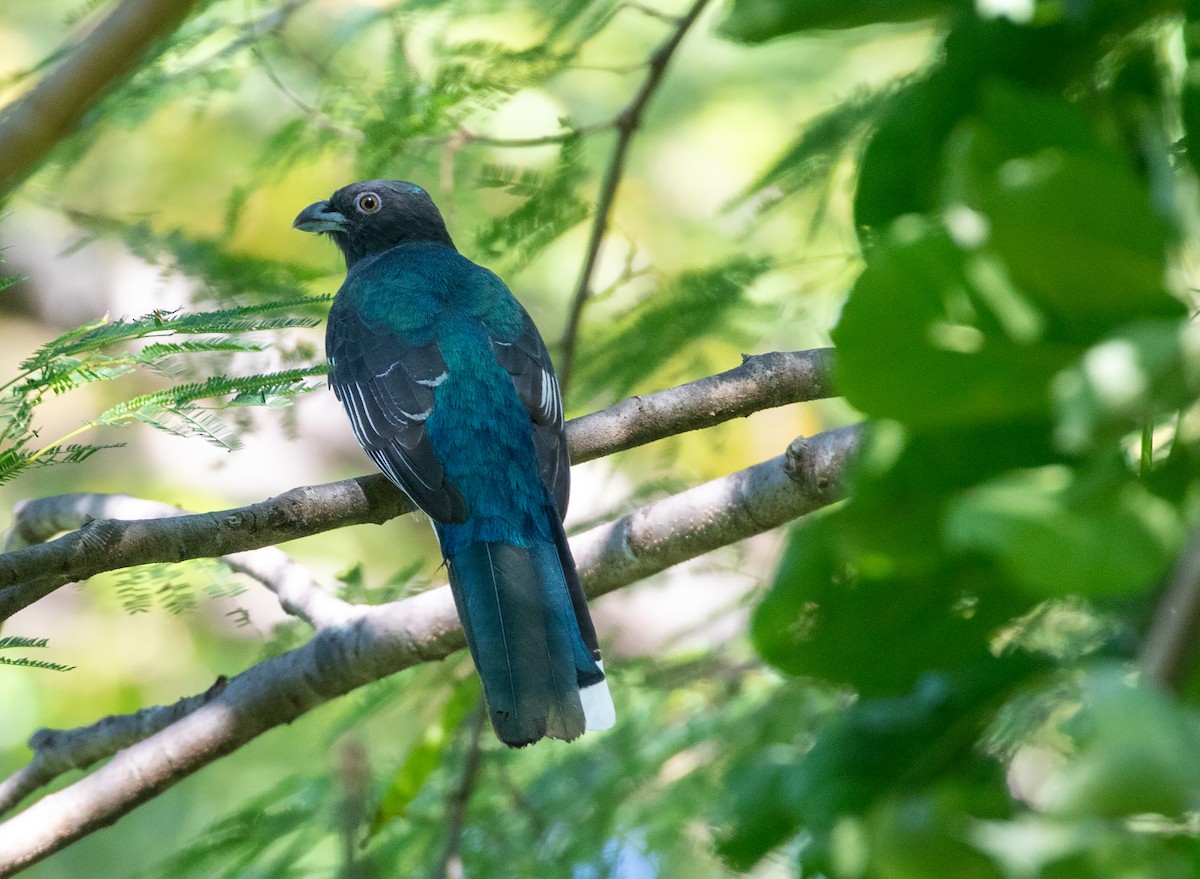 Citreoline Trogon - William Price