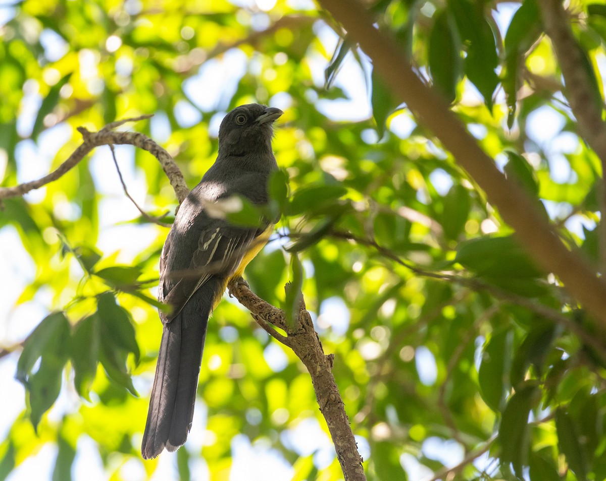 trogon žlutobřichý - ML611701749