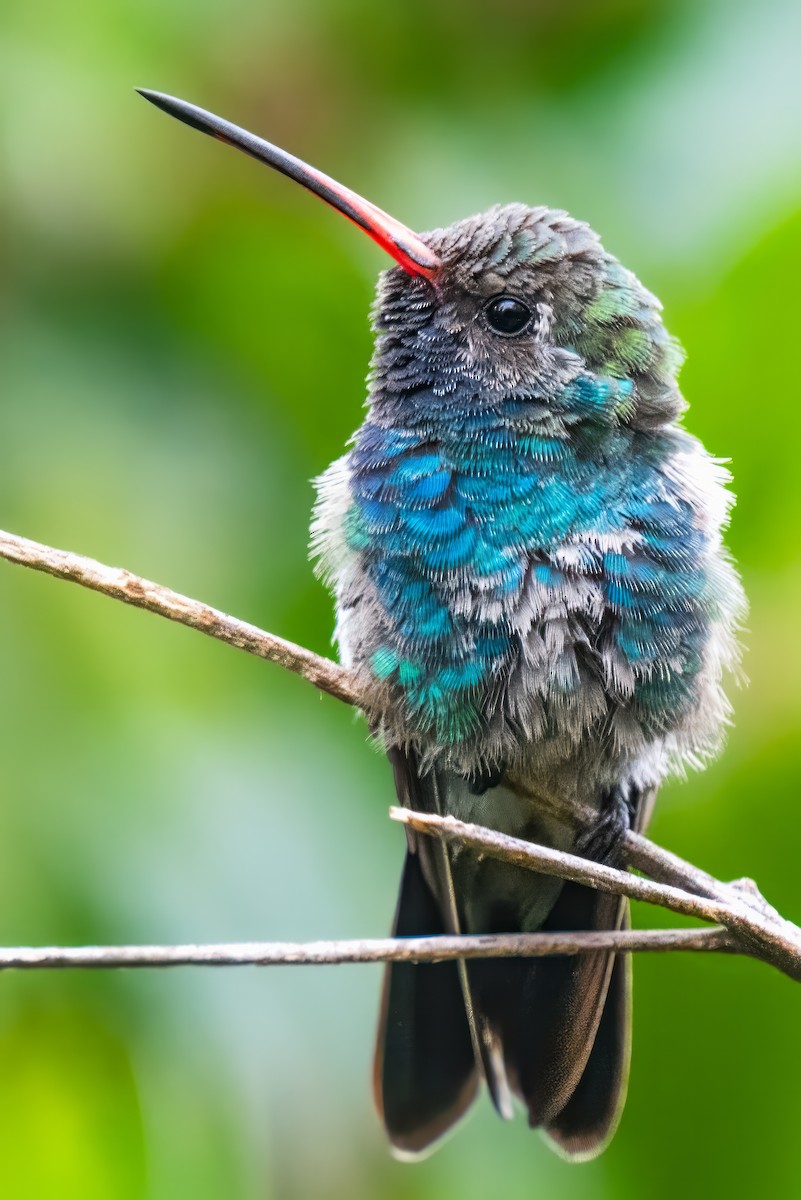 Broad-billed Hummingbird - ML611701770