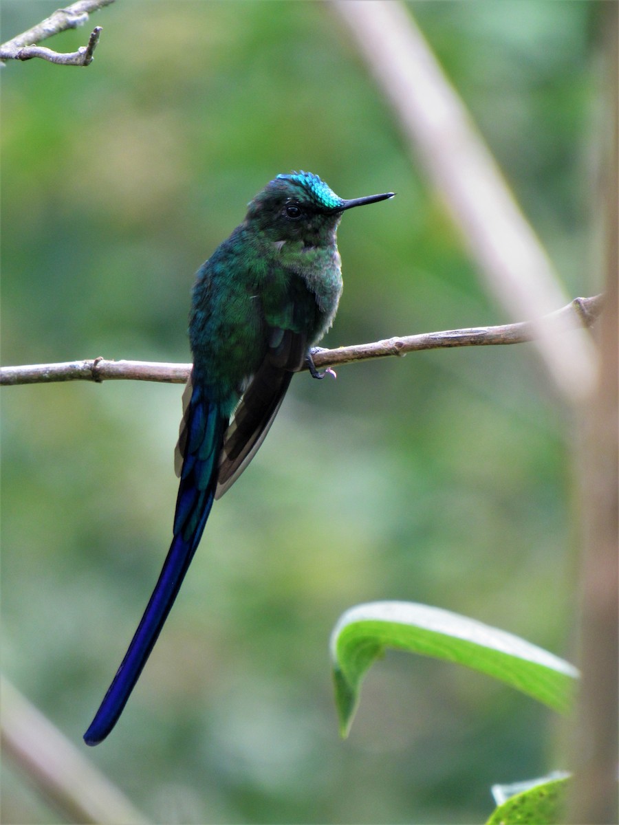 Long-tailed Sylph - ML611701794