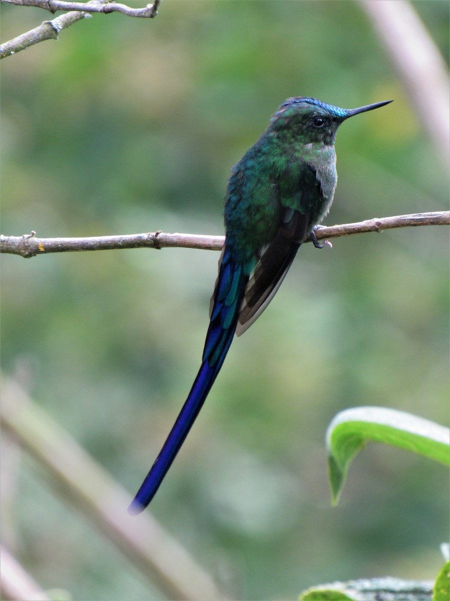 Long-tailed Sylph - ML611701911