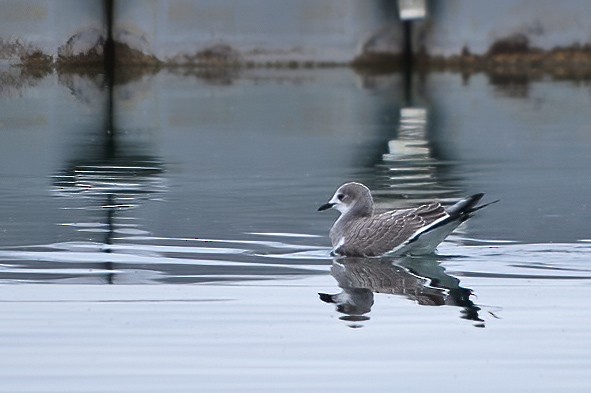 Sabine's Gull - ML611701925