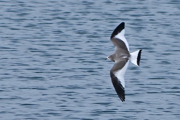 Sabine's Gull - ML611701936