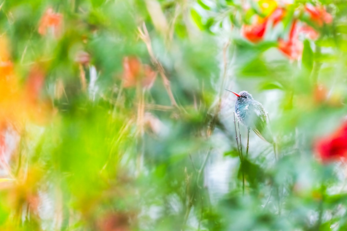 Broad-billed Hummingbird - ML611701941