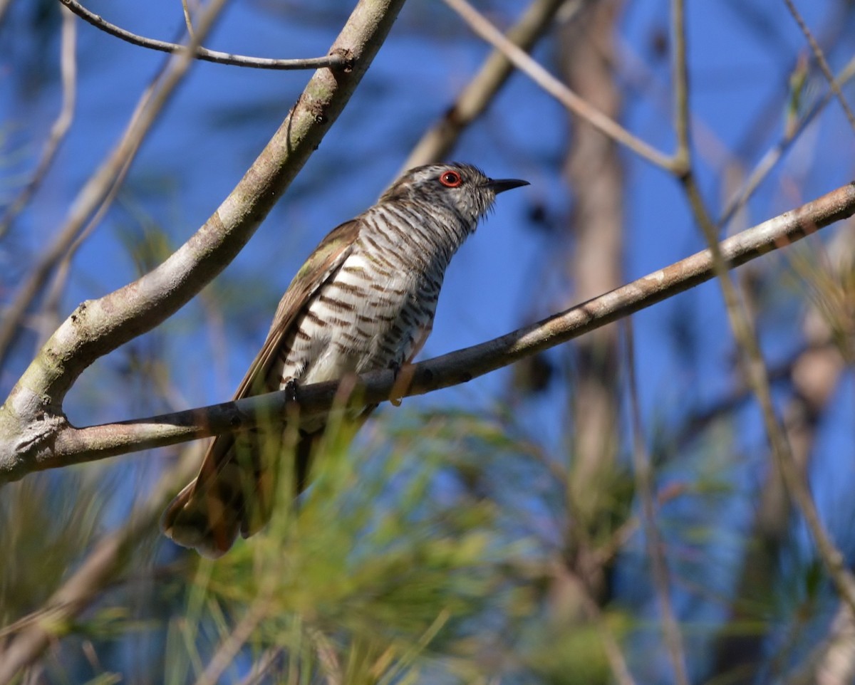 Little Bronze-Cuckoo - ML611701984