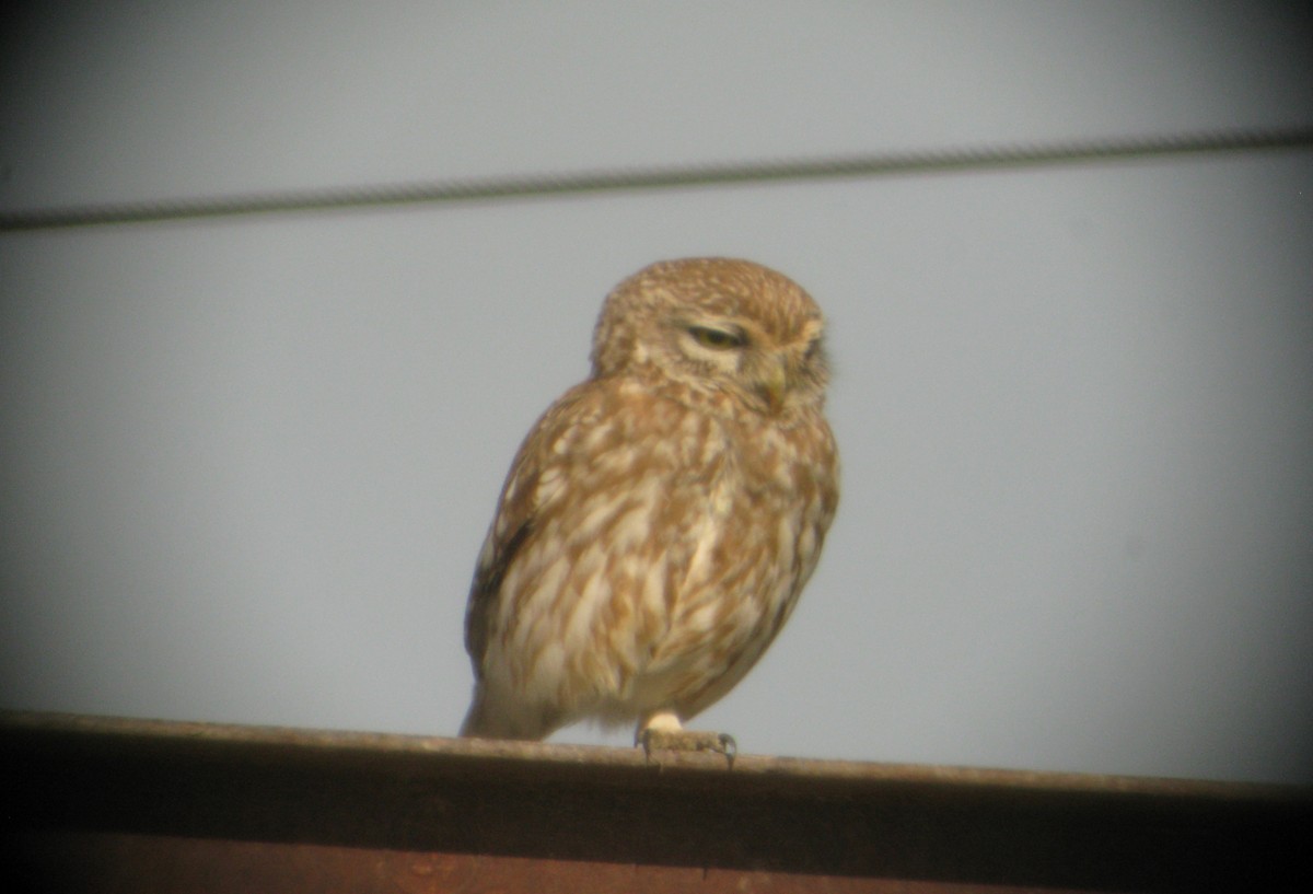 Little Owl - ML611702000