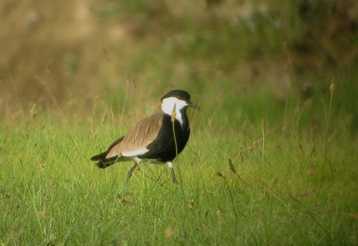 Spur-winged Lapwing - ML611702010