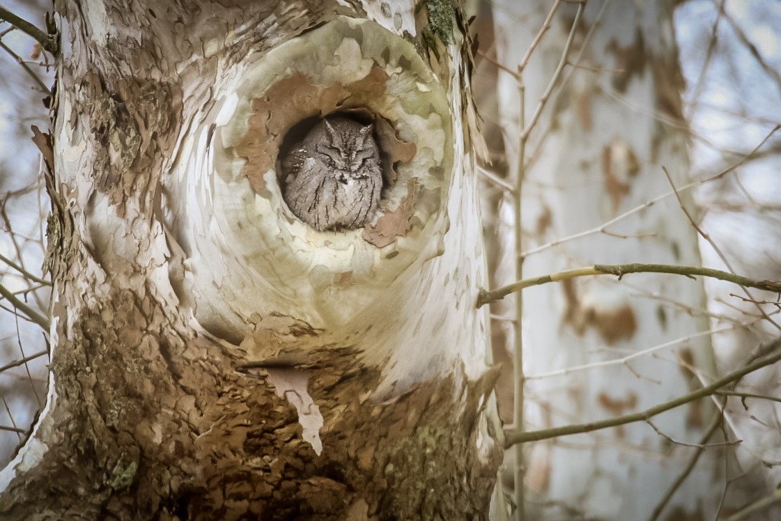 Eastern Screech-Owl - ML611702020