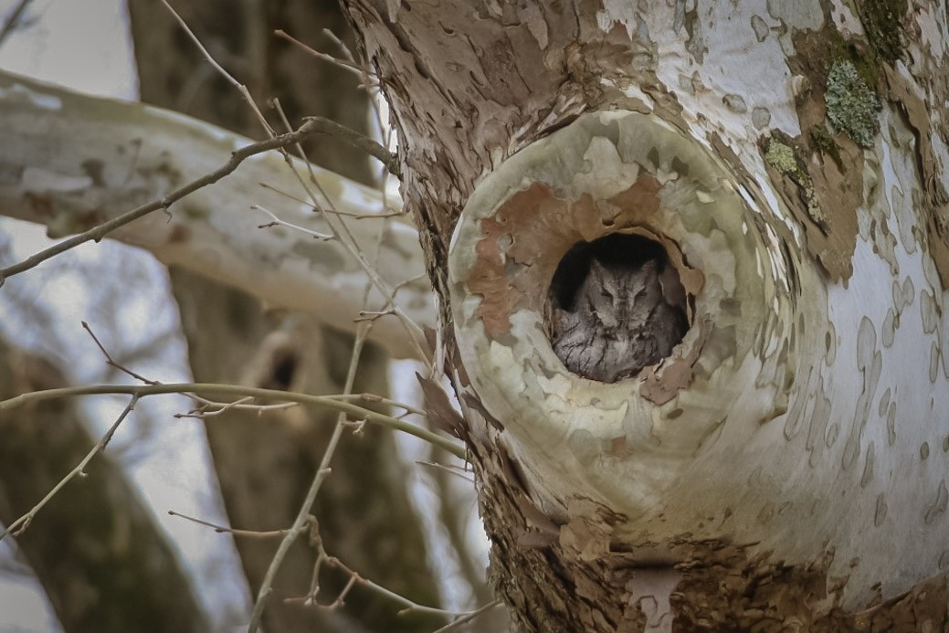 Eastern Screech-Owl - ML611702021