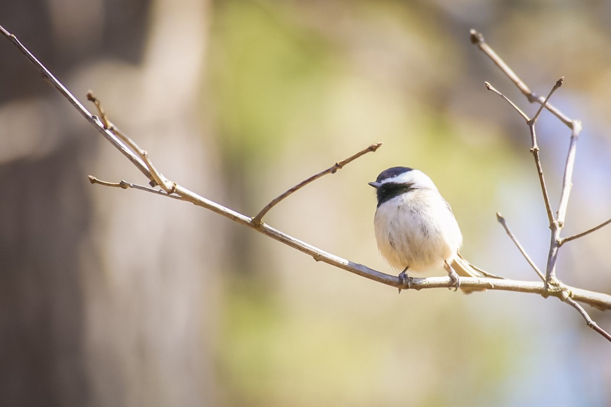 Carolina Chickadee - ML611702028