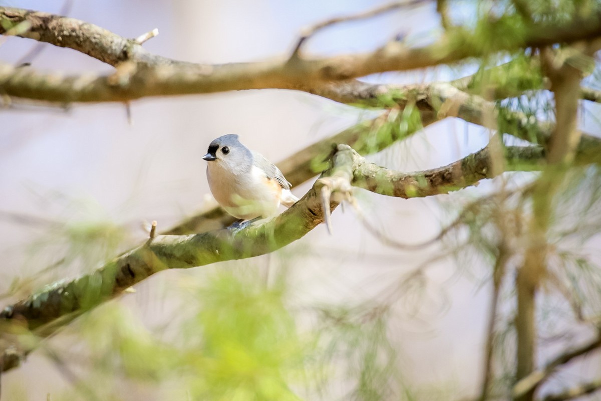 Tufted Titmouse - ML611702032