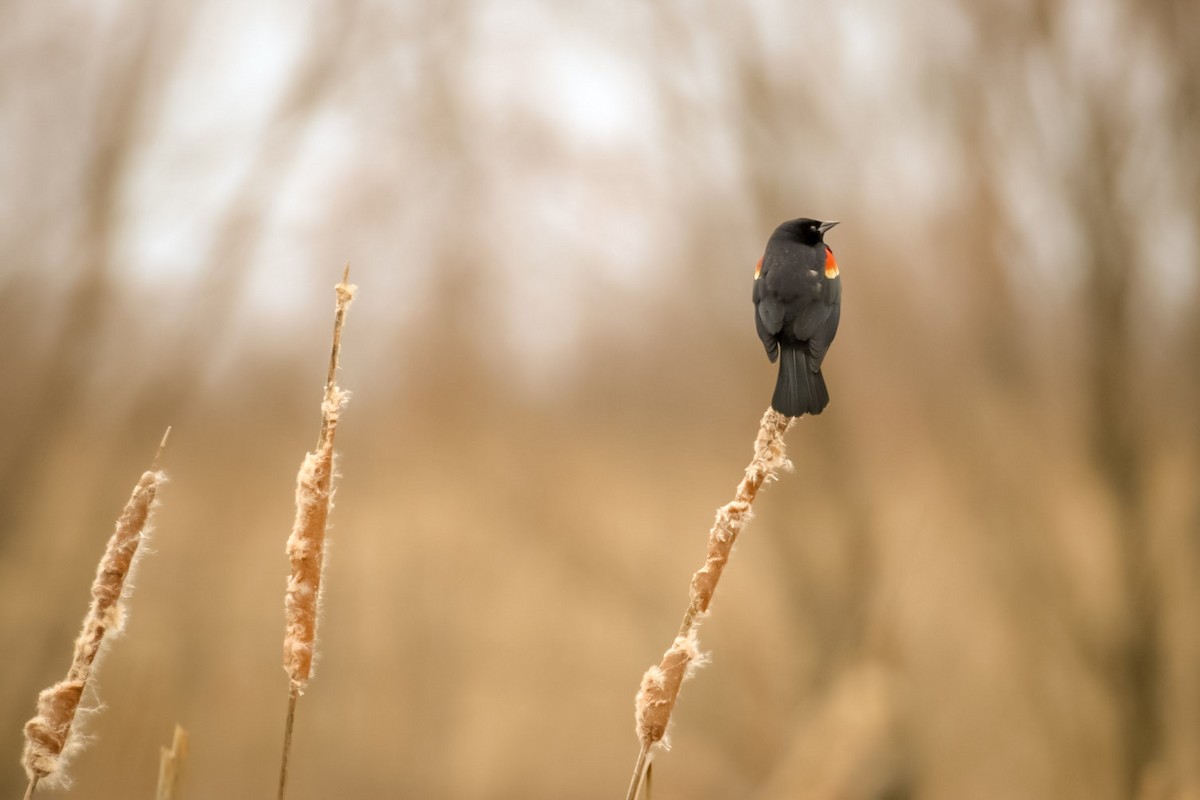 Red-winged Blackbird - ML611702039