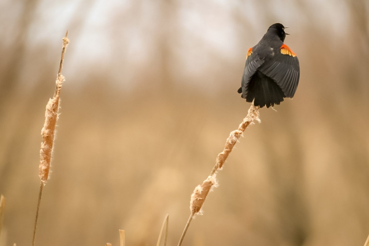 Red-winged Blackbird - ML611702040