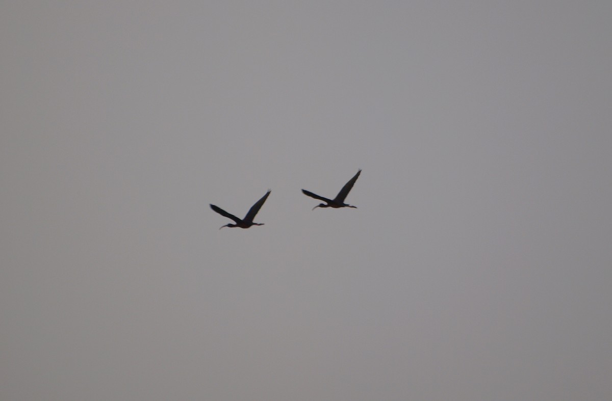 ibis hnědý - ML611702081