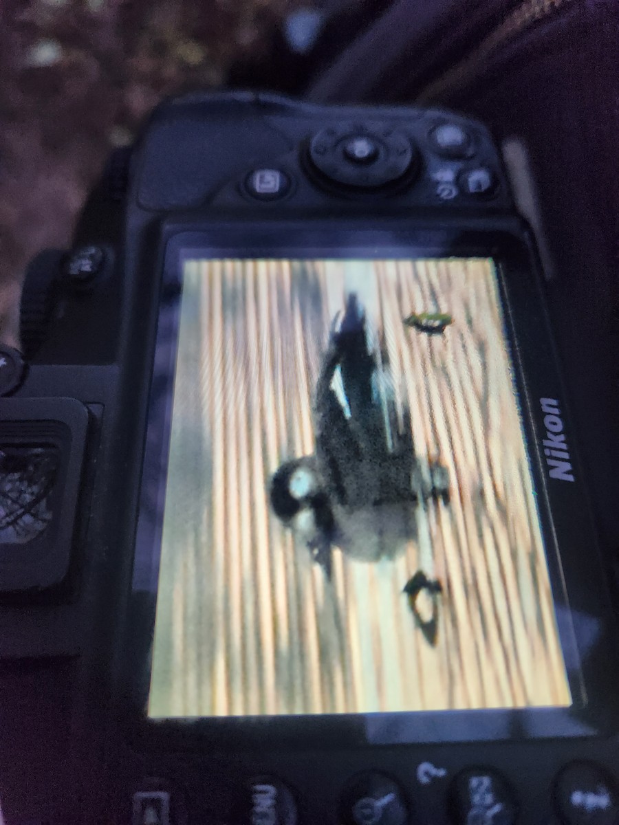 White-winged Scoter - ML611702171