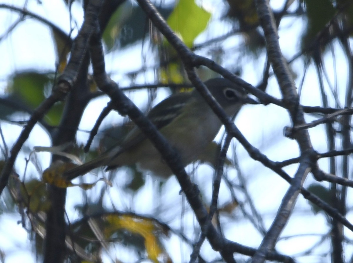 Vireo Solitario - ML611702231